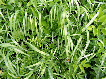 green herb       