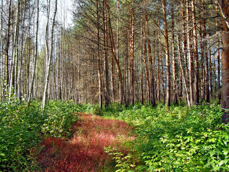 aging road in wood       の写真素材