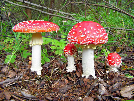 ãðèáû agarics    