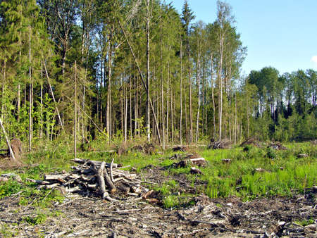 chopping wood          