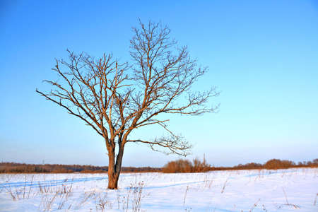 small oak on fieldの写真素材