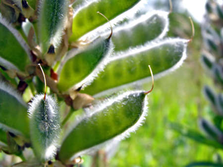 flowerses lupines on field       の写真素材