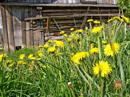 yellow dandelions       の写真素材