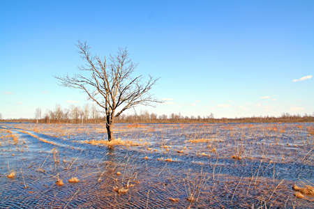 oak in waterの写真素材