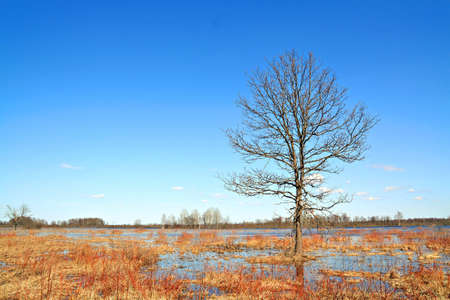 oak in waterの写真素材