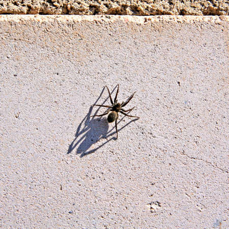 spider on wallの写真素材
