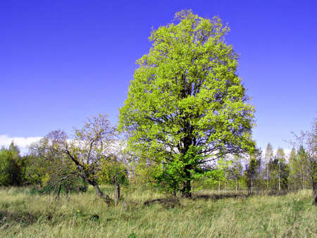 oak  