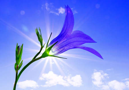 campanula on background sunの写真素材