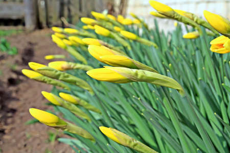 young narcissusesの写真素材