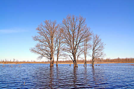 tree in waterの写真素材