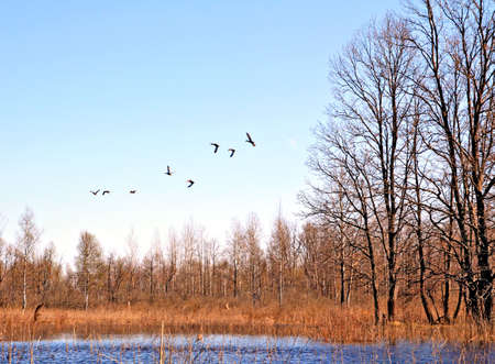 flying ducks on lakeの写真素材
