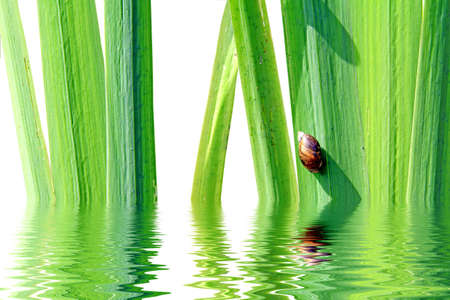 snail on sedgeの写真素材