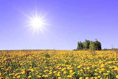 dandelions on fieldの写真素材