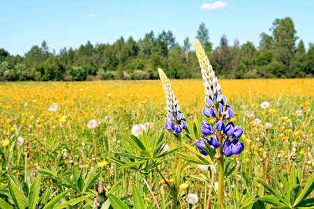 lupines on yellow field
