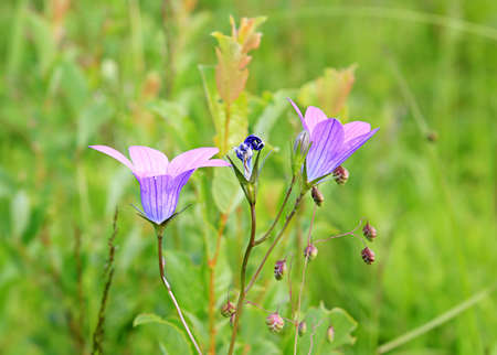 campanulas on meadowの写真素材