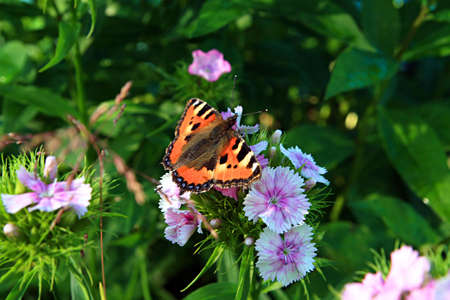 butterfly on flowerの写真素材