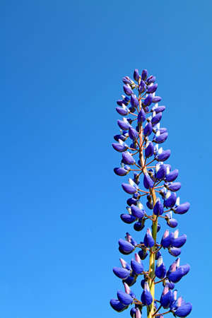 lupineの写真素材