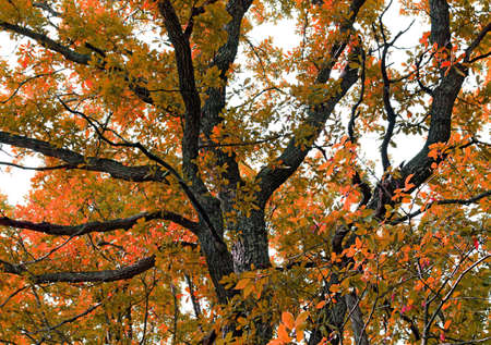 autumn oak