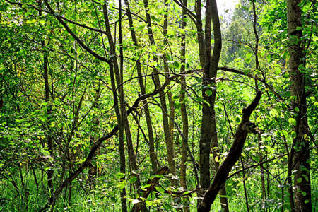 green woodの写真素材