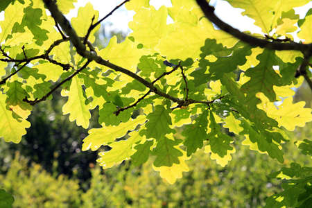 sheet of the oak