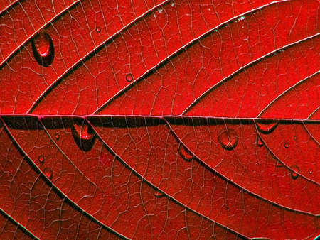 red sheet treeの写真素材