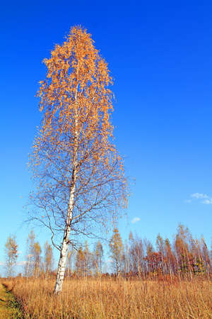birch  autumnの写真素材