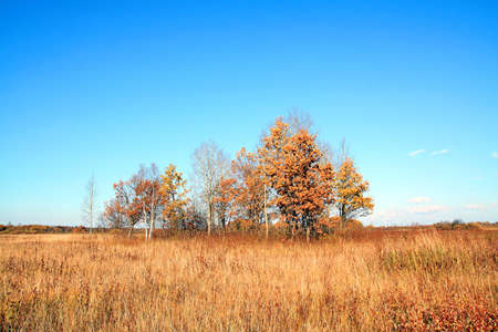 copse on autumn fieldの写真素材