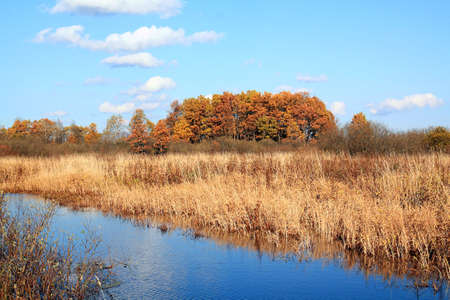 small river near oak woodの写真素材