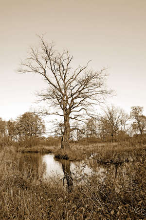oak near riverの写真素材
