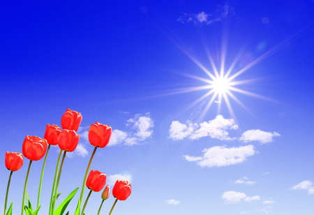 tulips under sunの写真素材