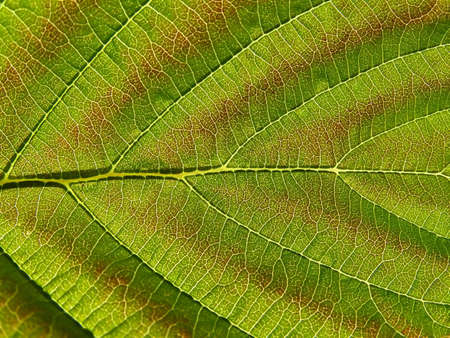 sheet tree    