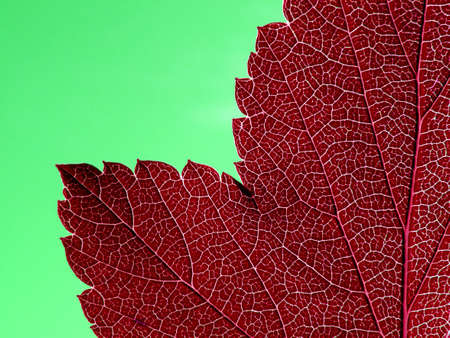 red autumn sheet on green backgroundの写真素材