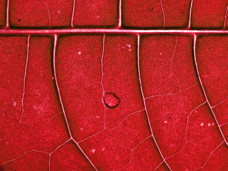 red autumn sheetの写真素材