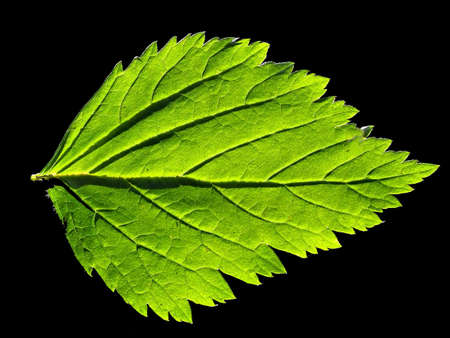 sheet tree  isolated on black background   の写真素材