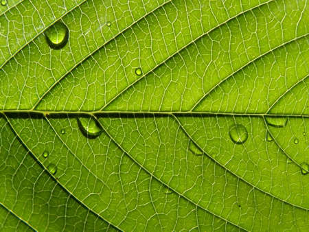 texture of the wood sheetの写真素材