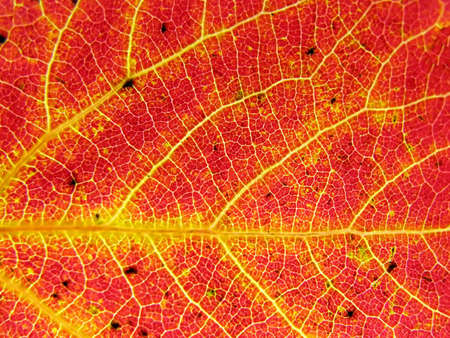 texture of the red wood sheet  