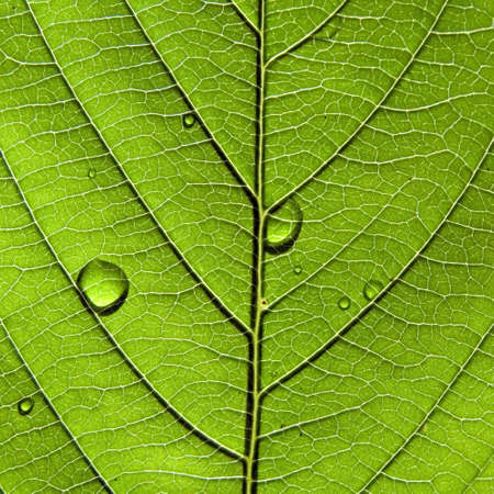 texture of the sheet tree