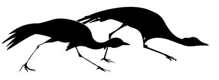  illustration attacking cranes on white backgroundのイラスト素材