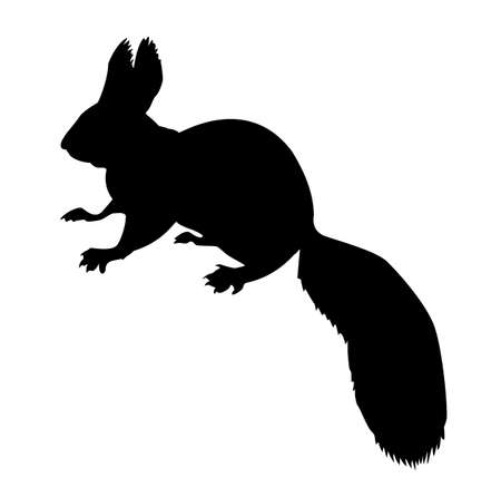  silhouette of the squirrel on white backgroundのイラスト素材