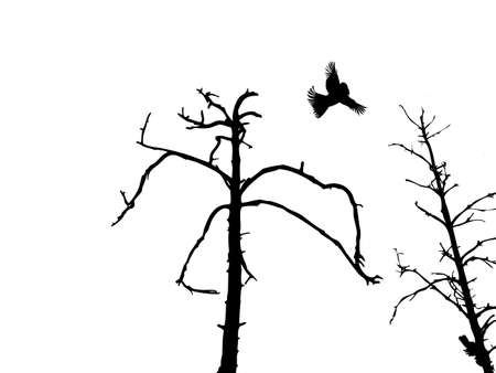silhouette dry tree and birds isolated on white background      のイラスト素材