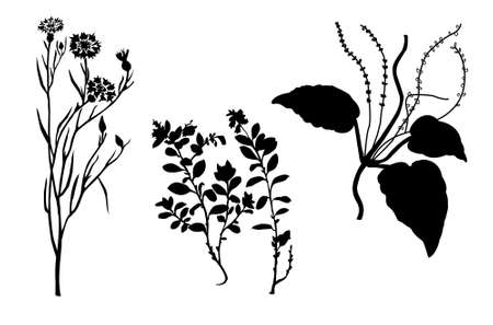 silhouettes of the timber plants on white backgroundのイラスト素材