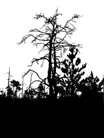  silhouette old tree isolated on white background     のイラスト素材