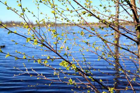 spring sheet treeの写真素材