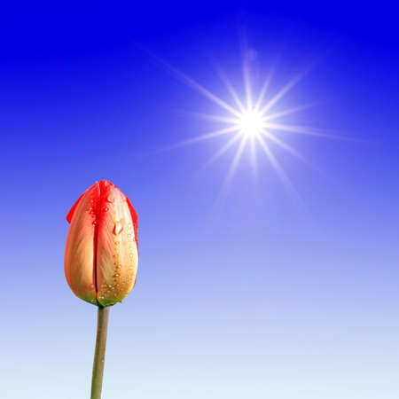 tulip under bright sunの写真素材