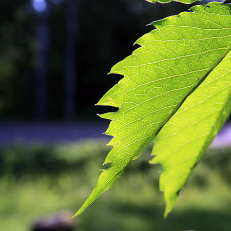 sheet tree