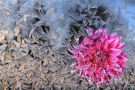 red flower for ice on window