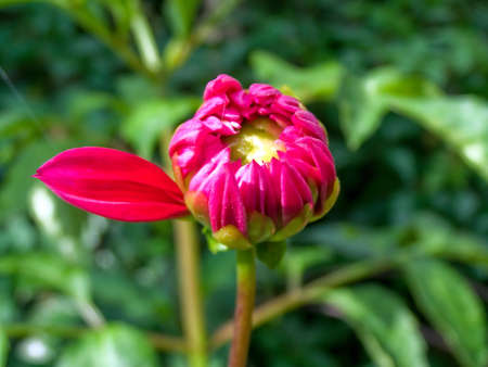 young dahlia on green backgroundの写真素材