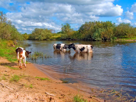 cows in riverの写真素材