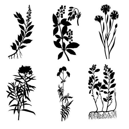 silhouettes of the medicinal plants on white backgroundのイラスト素材