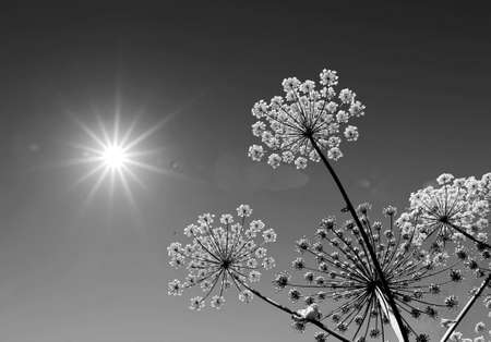 hogweedの写真素材